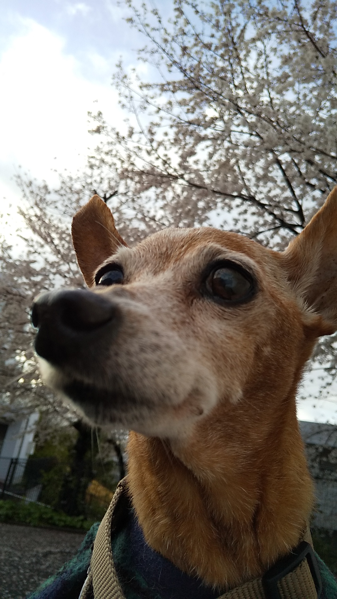 ミニピンご長寿表彰 ピンフェス公式サイト Miniature Pinscher Festival