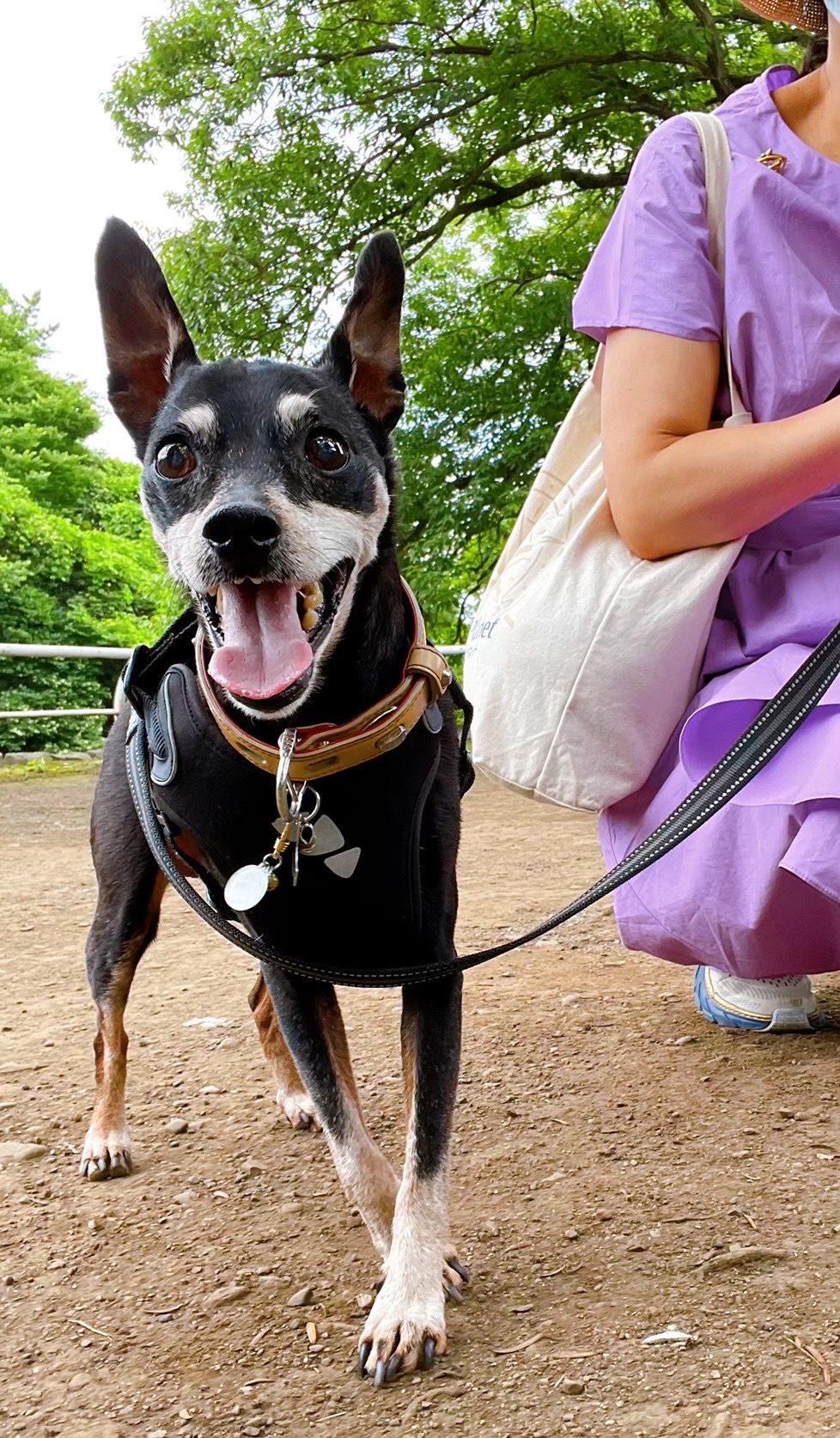 ミニピンご長寿表彰 ピンフェス公式サイト Miniature Pinscher Festival