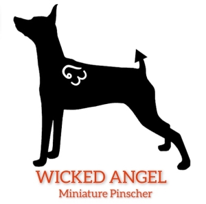 WICKED ANGEL miniature pinscher