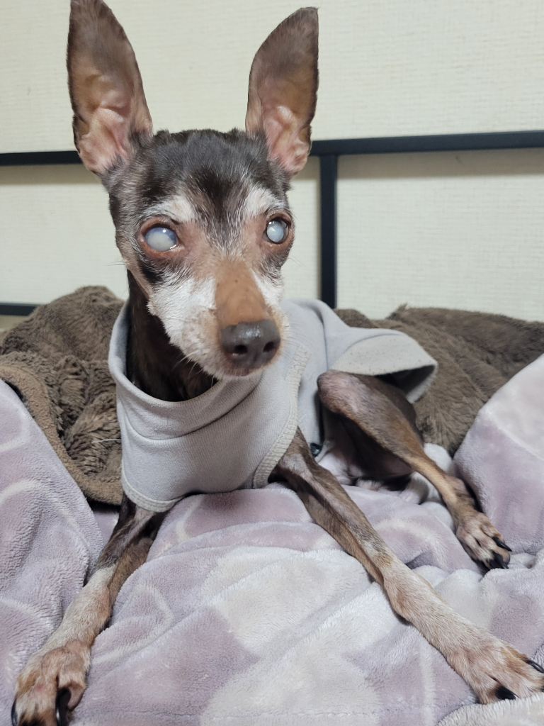 みるくちゃん