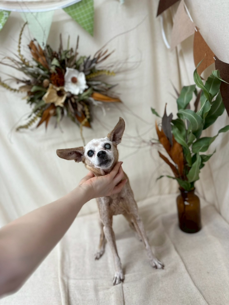 デイジーちゃん