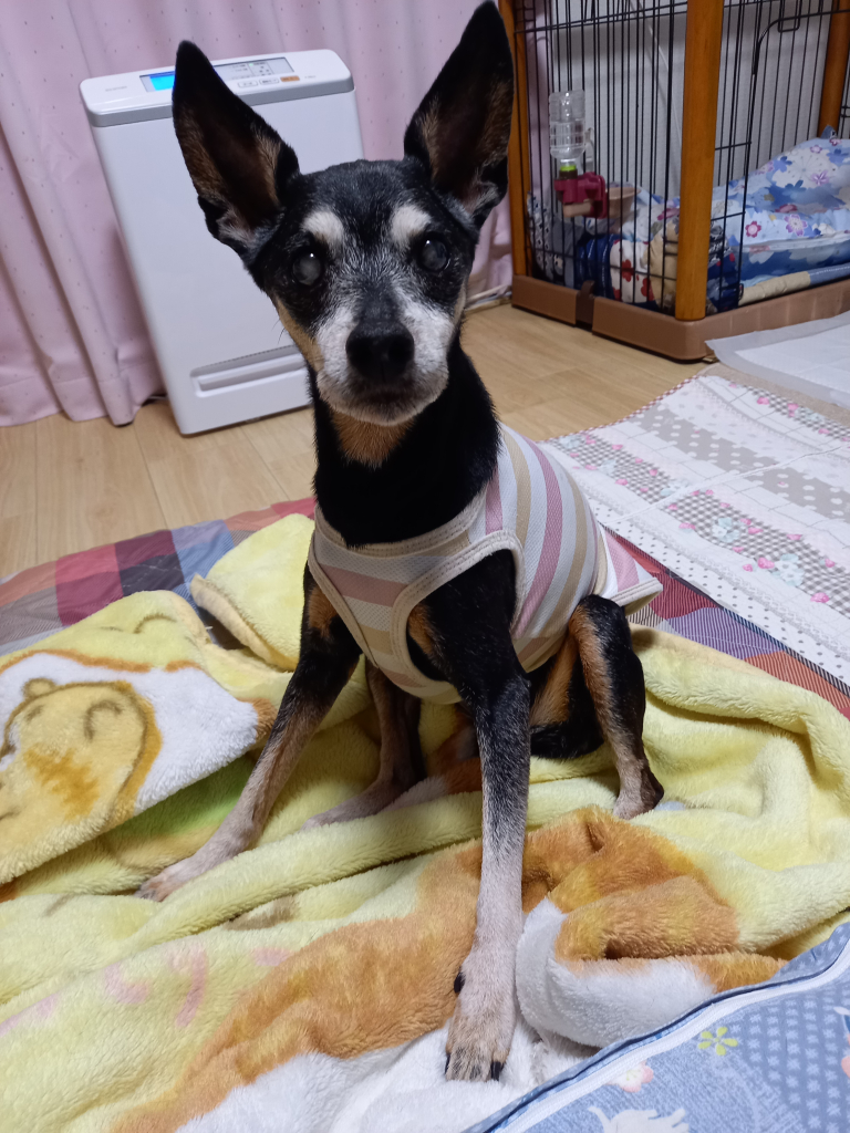 ちゃっぴ―ちゃん