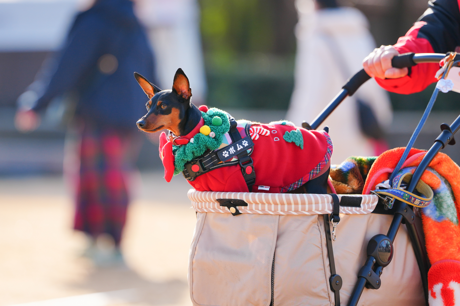 ピンフェス公式サイト