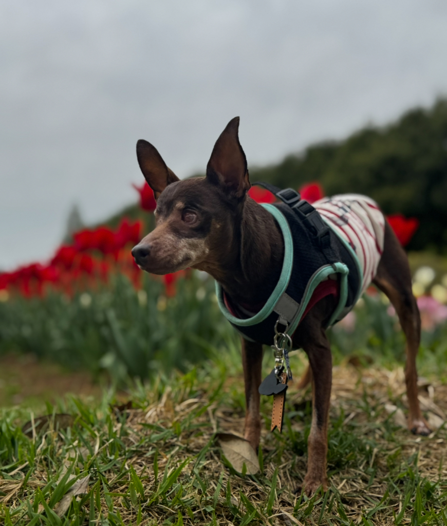 吉田ミニーちゃん