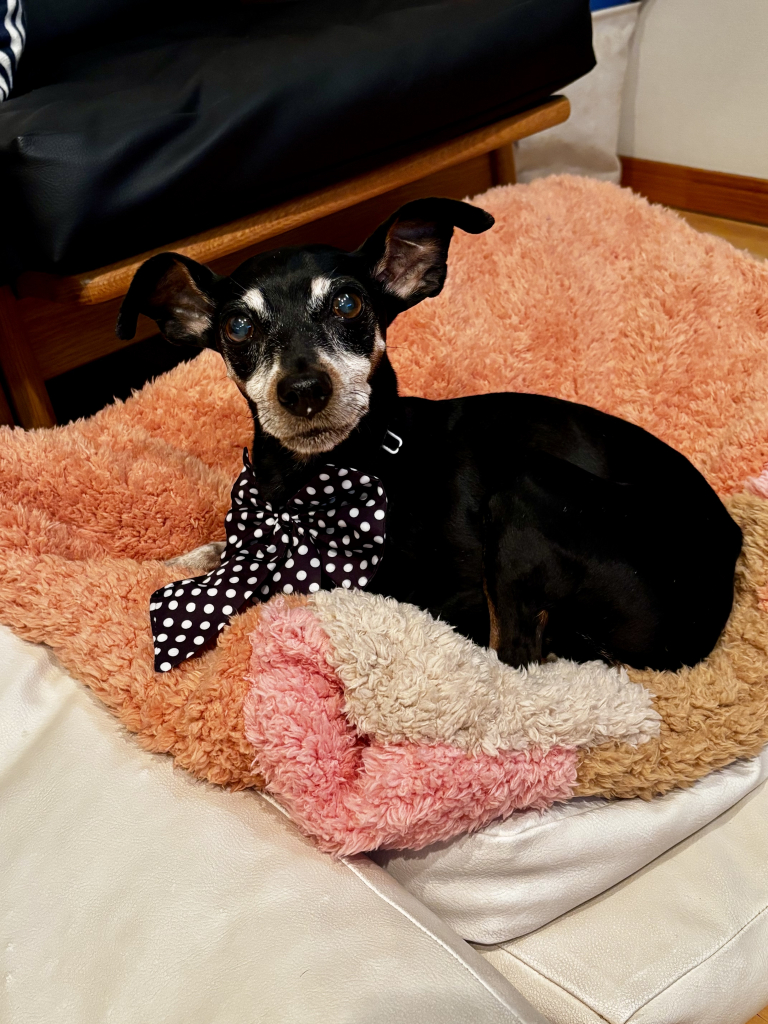 Lusheeta(シータ)ちゃん