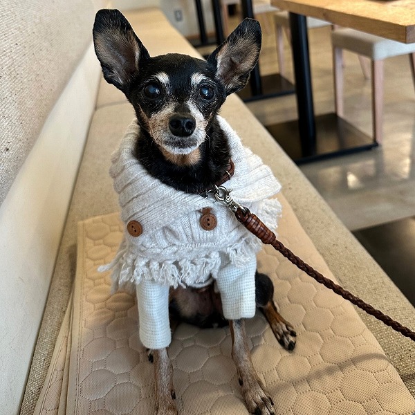 LYCKA （ルッカ）ちゃん