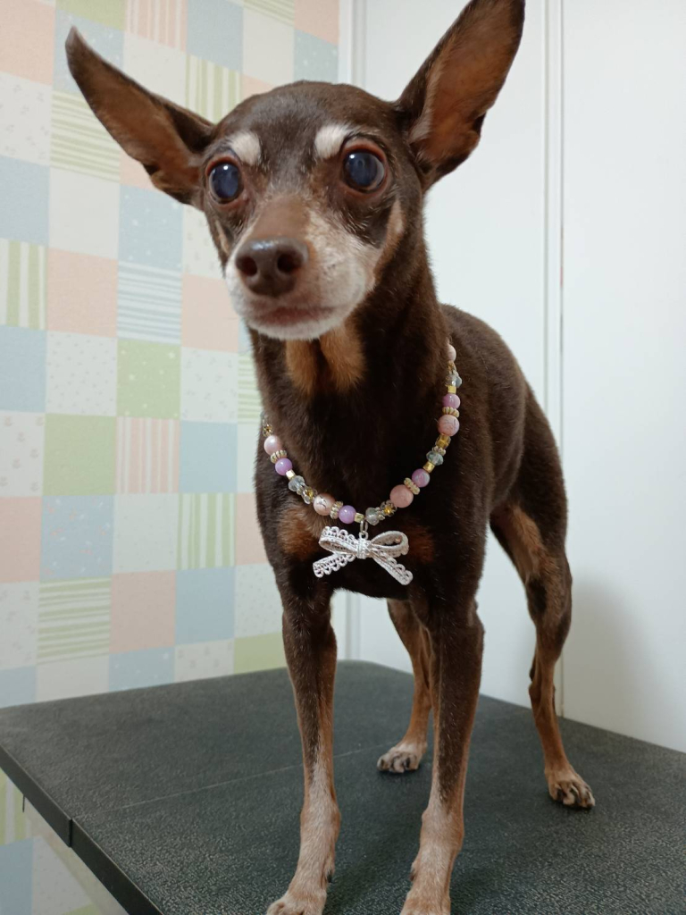 ココたんちゃん