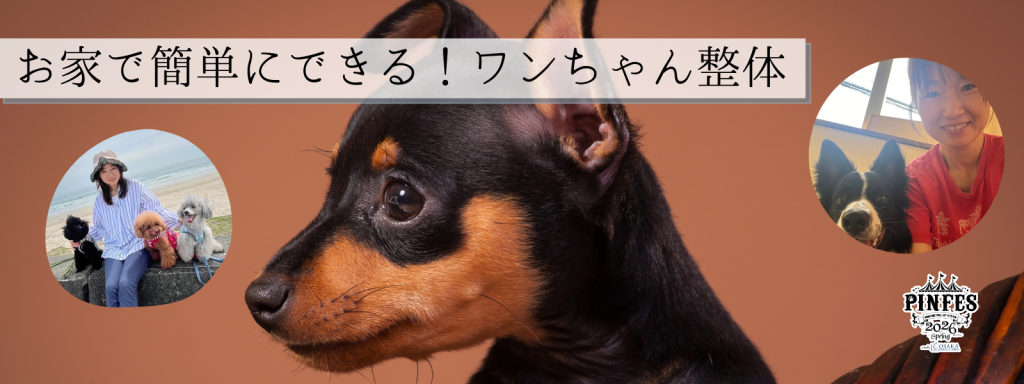 お家で簡単にできる！ワンちゃん整体